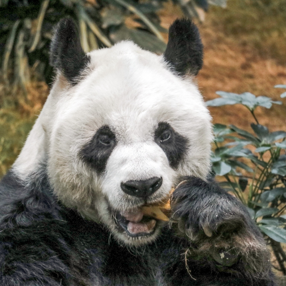 安安曾在2008年因誤以為飼養員要搶自己地盤，而咬傷對方的小腿。