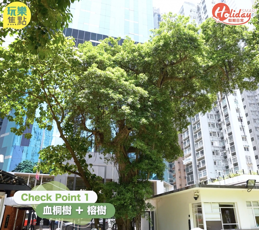 位於正門嘅血桐樹同榕樹,好似張開手歡迎大家咁~