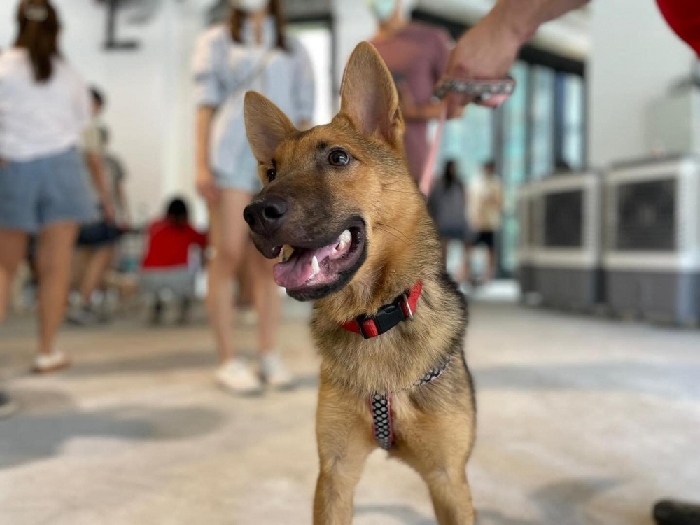 除了治療，如果流浪動物在診所内不幸離世，還會免費安排善終。