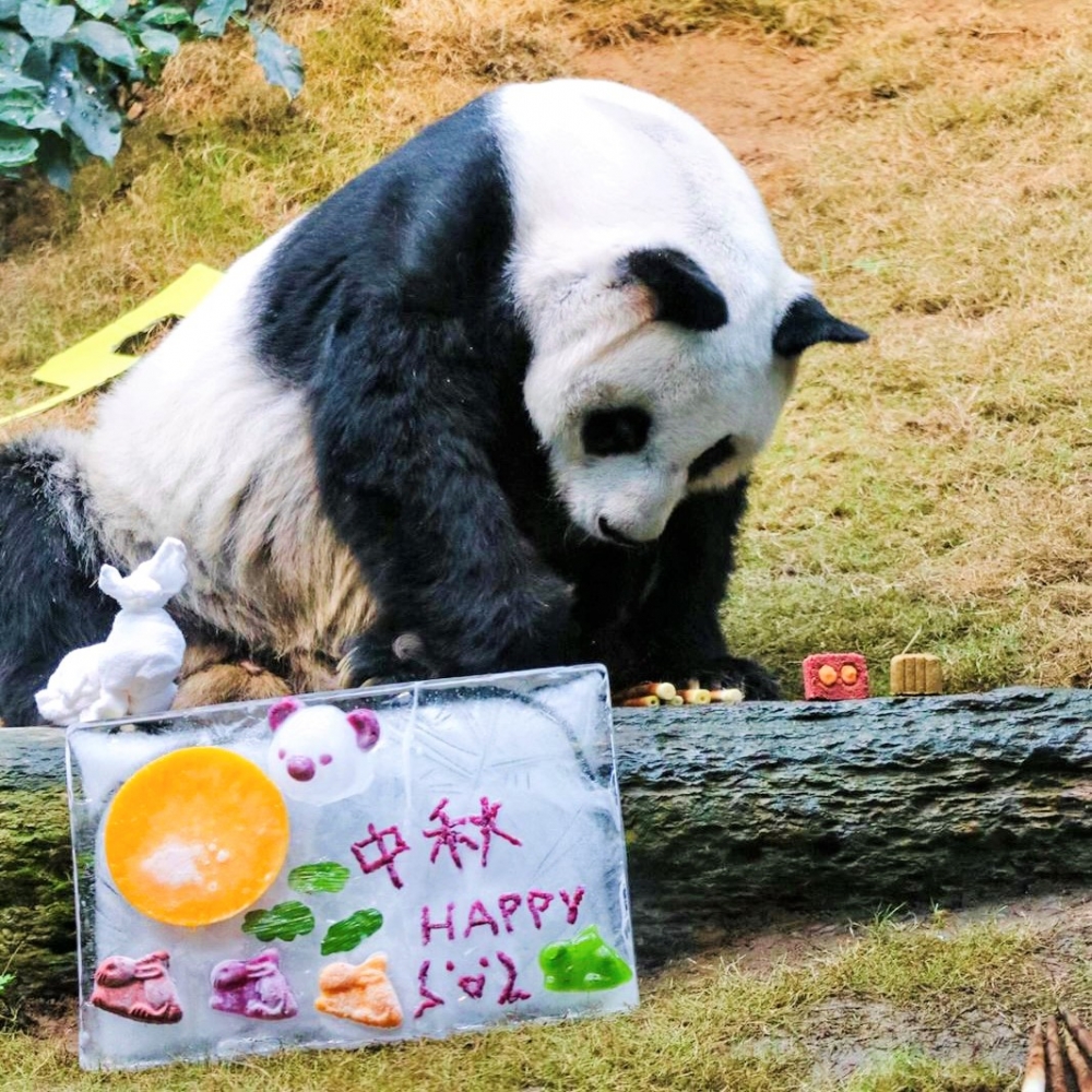 在海洋公園屬於長老級熊貓的安安，性格好動精靈聰明~