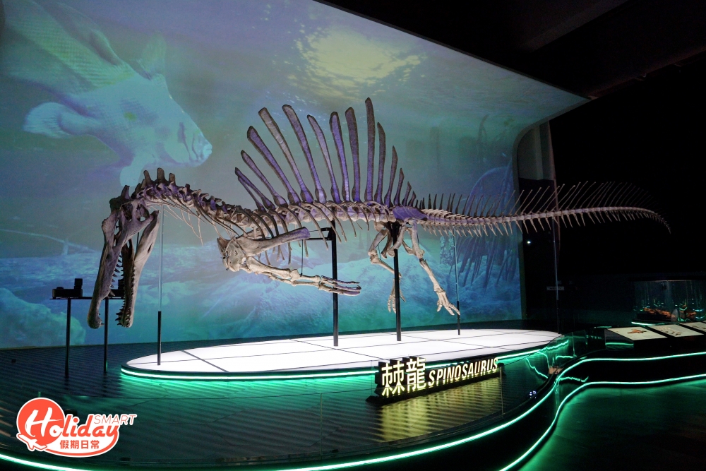 要數到展覽最矚目必定是以1：1復原骨架還原的棘龍和哈特茲哥翼龍，前者來自白堊紀時代，是至今發現最怪異的恐龍之一，身長足足15米，背部有高大鰭狀帆。