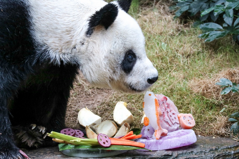 安安來港前曾在新加坡動物園短暫居住~