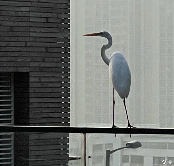 林青霞之前表示屋企後院有仙鶴日日飛來飛去