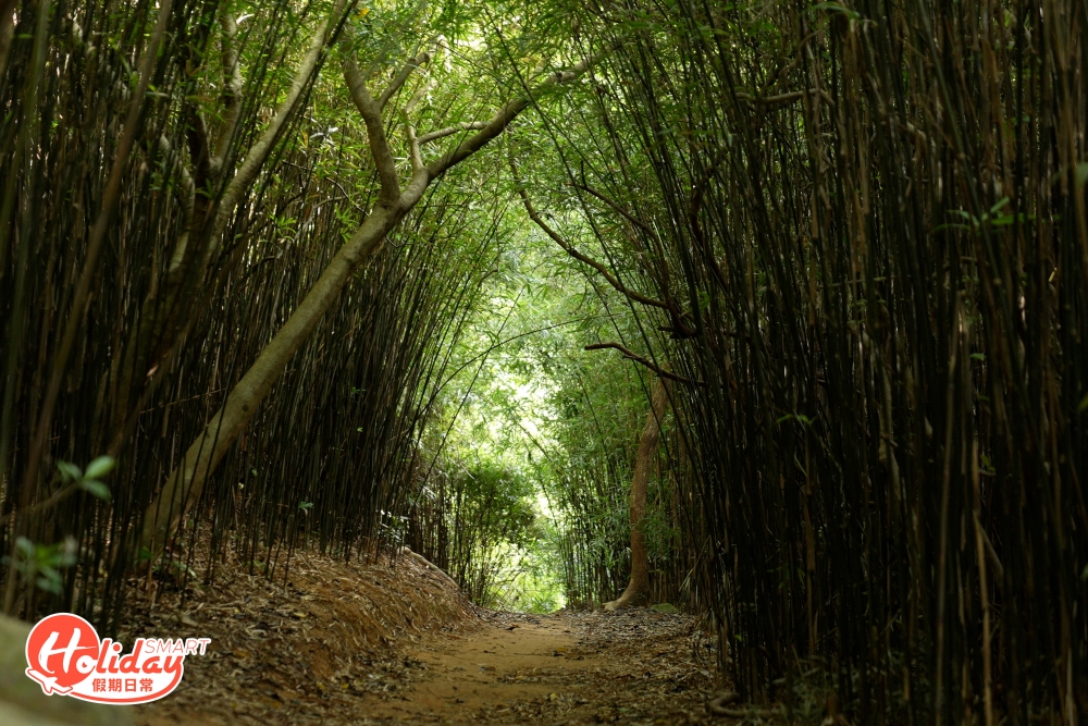 沿著家樂徑大約走了20分鐘便會來到今次行山主角之一竹林小徑，踏入如京都嵐山的竹林般壯麗的小竹林，感覺置身於宮崎駿的動畫場景，高聳竹子群之間形成一條隧道，加上陽光在竹葉間滲入來感覺相當唯美。