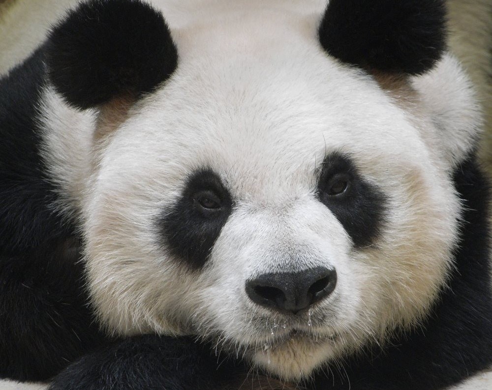 海洋公園在「香港賽馬會四川奇珍館」設置弔唁冊，讓市民可悼念安安。