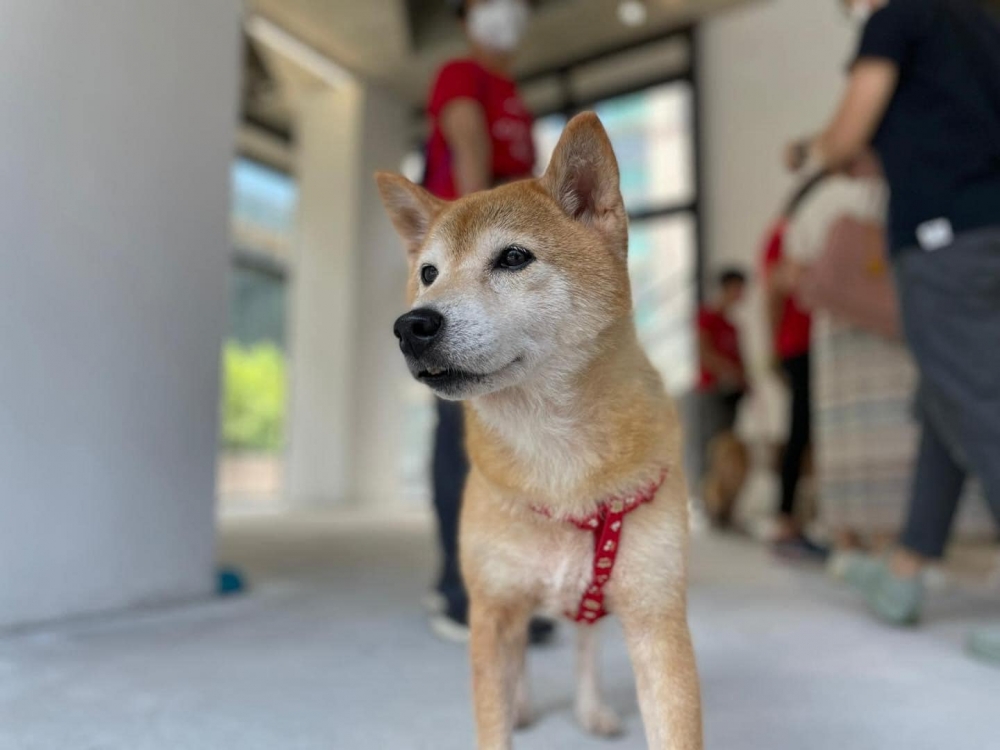 動物義工須先申請登記，才能帶同流浪動物前往診所接受治療~