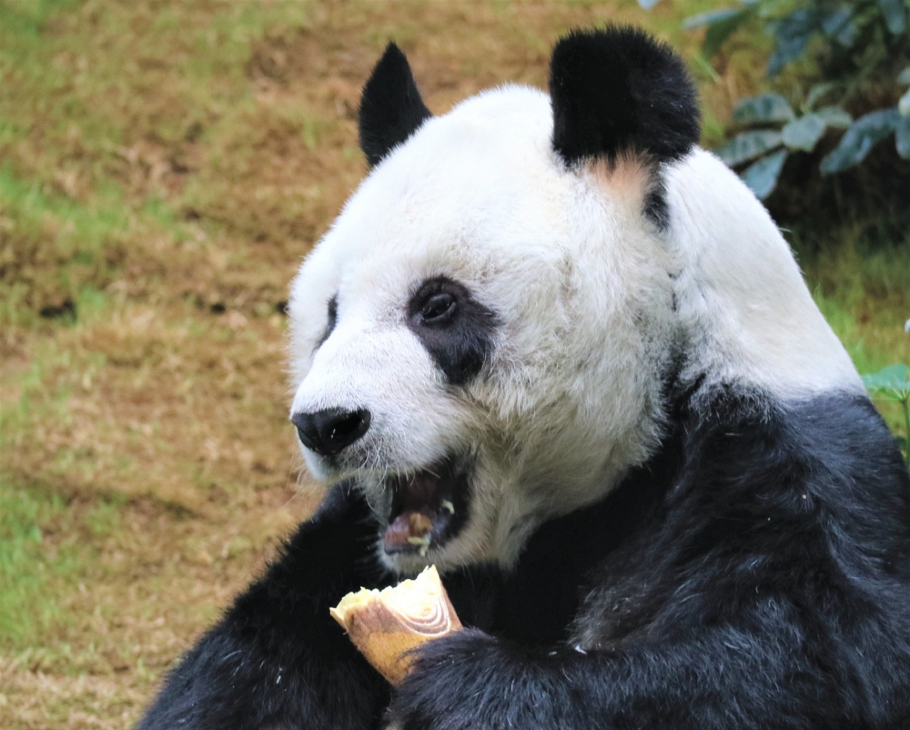 安安近年患有多種老人病，如高血壓、白內障及關節炎等。