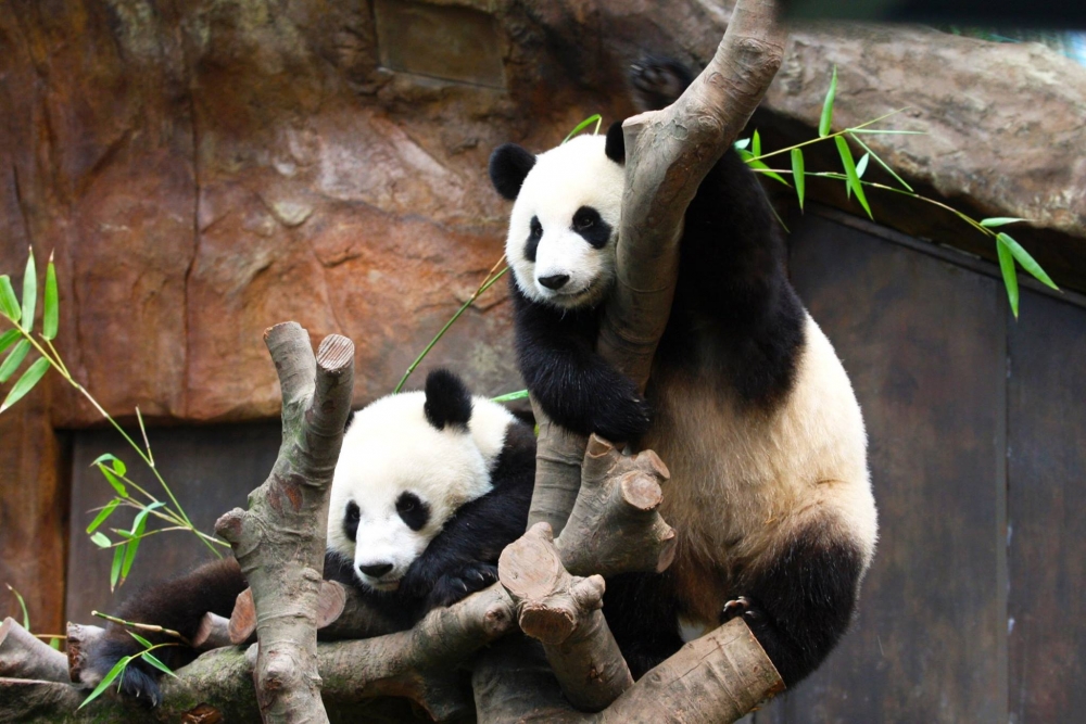 安安與佳佳不但不相愛，更不是朋友關係，海洋公園決定讓兩隻熊貓分開住！