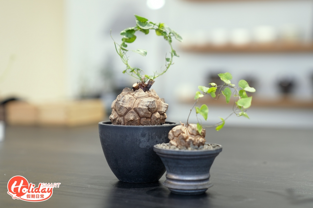 許多人會把塊根植物和多肉植物混為一談，如果說多肉植物是賣可愛，塊根植物就一定是賣奇怪，與生俱來一副「藝術家」的臉孔，與同樣流行的多肉植物有所不同，塊根植物根部更加有性格，更耐乾旱，大約一至兩星期澆水則可，不用頻繁澆水，且容易打理。