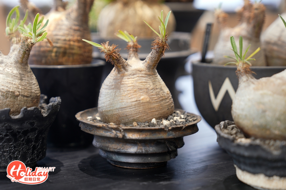 其中最入門的款式是象牙宮，屬於夾竹桃科中的棒槌樹屬，擁有非常肥胖的身軀和幼樹枝，主要生長於非洲馬達加斯加島的沙漠地區。