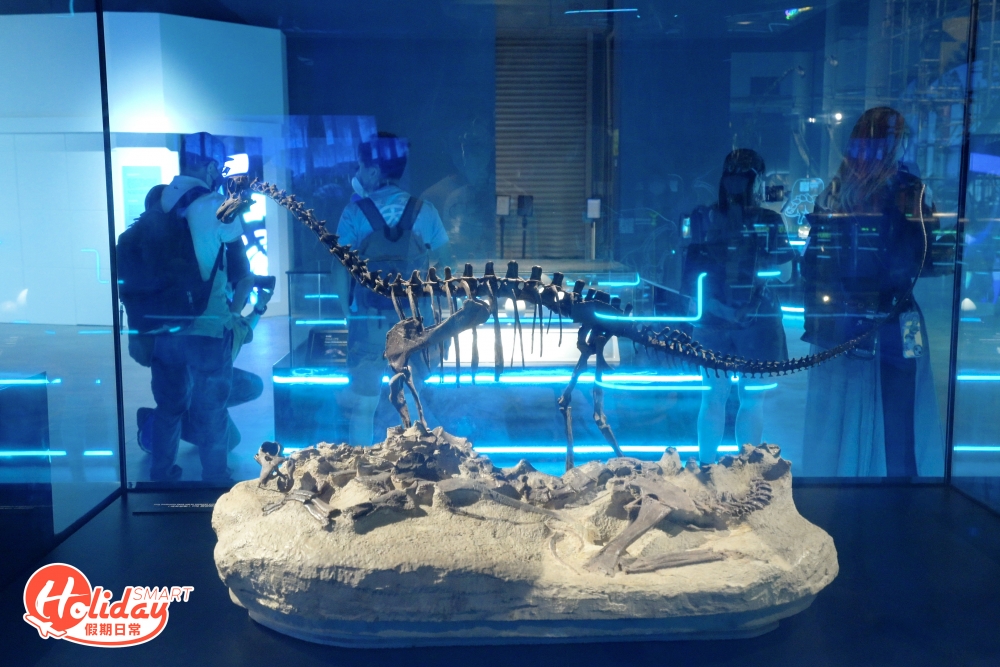 來自侏羅紀晚期還有幼齡蜥腳類恐龍化石標本，是全球現存最完整的幼齡蜥腳類恐龍標本，其骨骼化石非常清晰，皆因只是短短數秒間便被掩埋，所以是非常重大的發現。