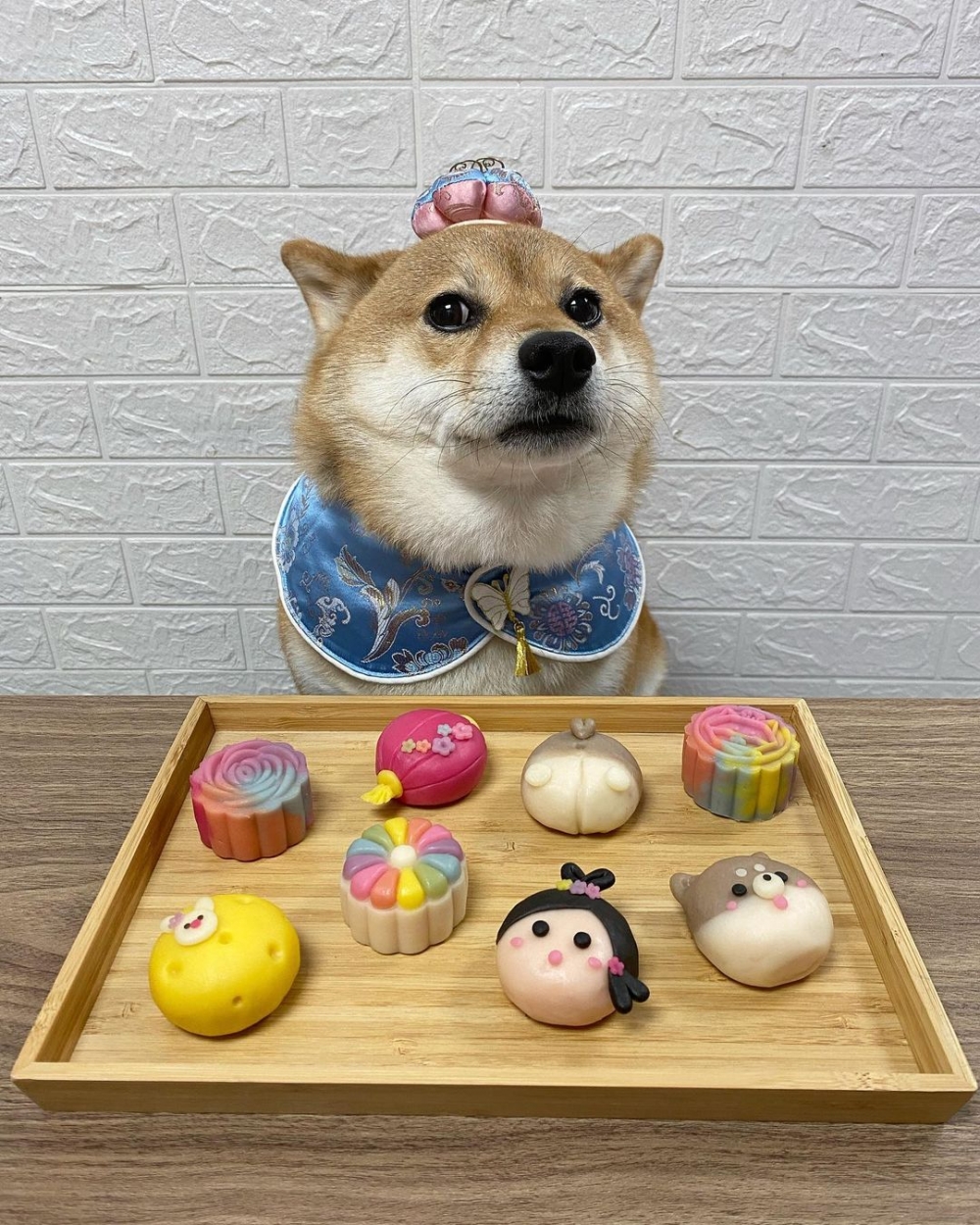 造型多變的寵物冰皮月餅！