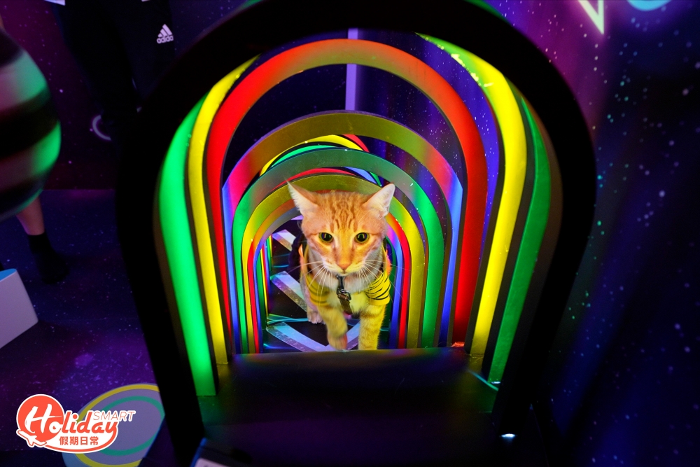 霓虹燈隧道及不同高度的跳台，皆令主子玩到樂樂而忘返！