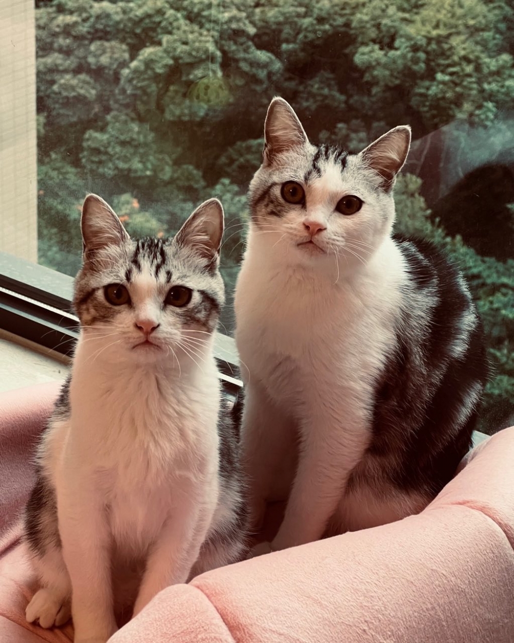 梁洛施不時喺IG分享愛猫嘅相片