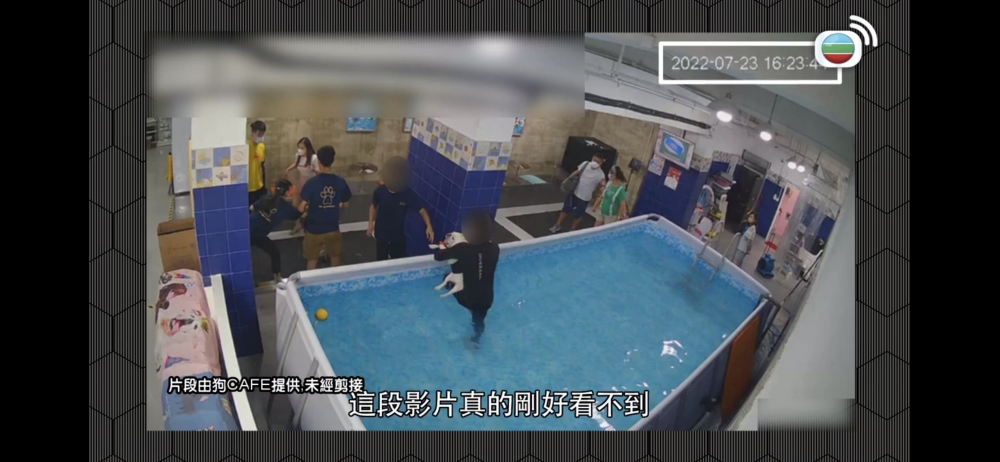 但游水大約3分鐘後,狗狗就被教練等外面嘅職員抬出