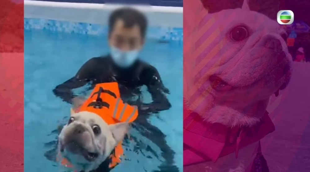 然而愛犬Butter游水中途失去知覺離世!