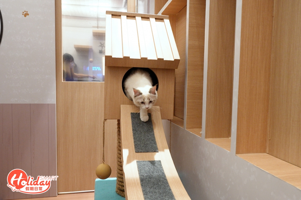 房間內的貓貓玩樂設備由具備設計動物醫院經驗的專業室內設計師操刀，因此除了空間設計上配合到貓貓的活動，亦考量到令貓貓感到安全、安靜。