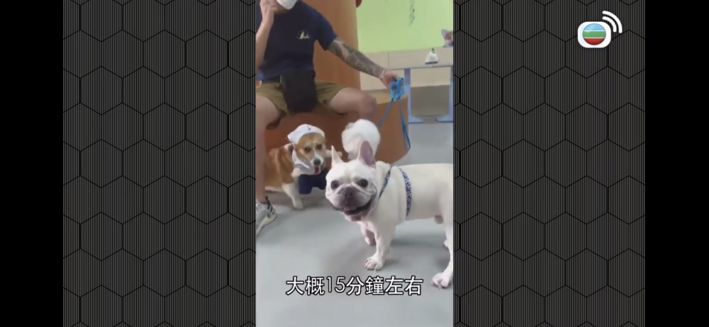 法國鬥牛犬Butter於狗cafe游水途中離世,事件引起大眾廣泛關注!