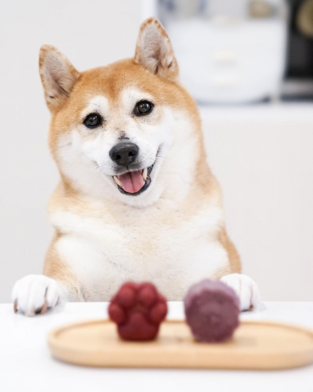 今年中秋節同毛孩們一起過節，齊齊食月餅！