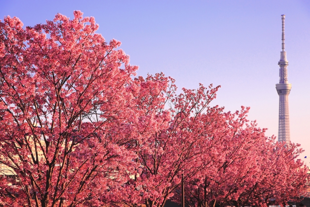 日本一向係香港人非常喜歡旅行的國家之一。