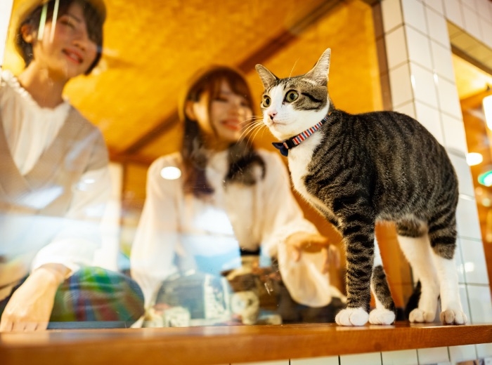 處處可見超萌的貓貓，貓奴必去！