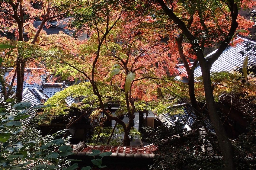 日本賞楓好去處推介:箕面公園