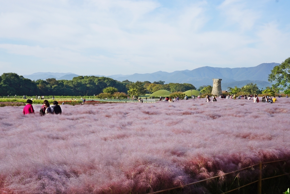 遊覽著名歷史古跡-瞻星台之餘，仲可以打卡粉黛亂子草，一舉兩得！