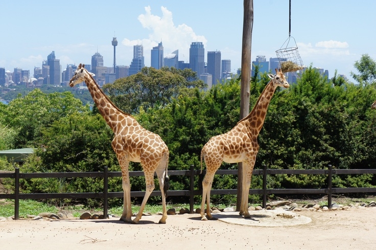 絕對可以俾大家一次過探訪晒咁多嘅野生動物啊～