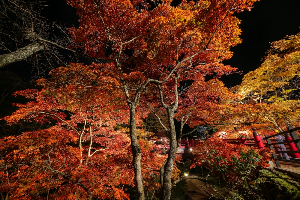 新潟縣彌彥公園都係賞紅葉嘅熱門地點!