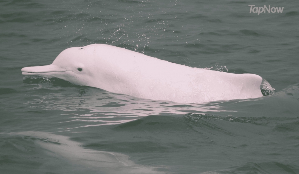 由於近日中港船停航,所以中華白海豚出沒嘅機率高達90%!