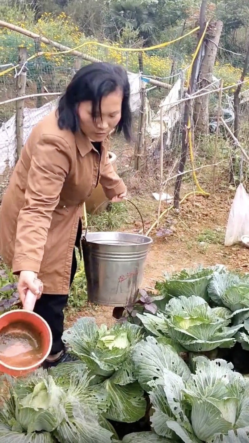 因為家境清貧張鳳早就輟學喺家中幫手做家務、下農田幹活。