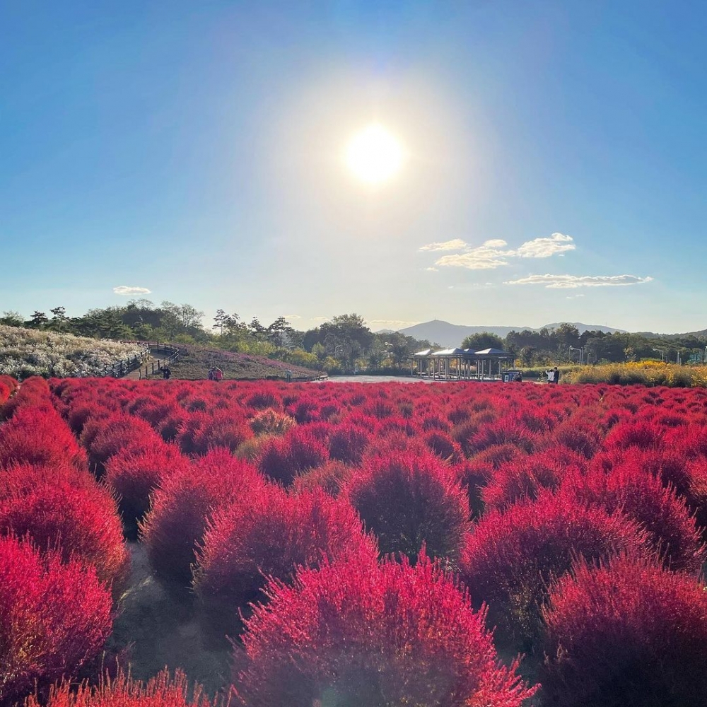 位於京畿道的揚州Nari公園，絕對是波波草的打卡聖地，整齊排列非常可愛又壯觀！