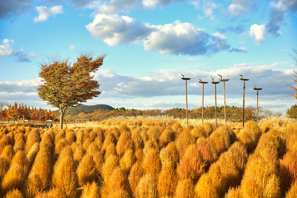 「波波草」因為一球球的毛茸形狀超可愛而得此名，秋季開始轉為紅色！