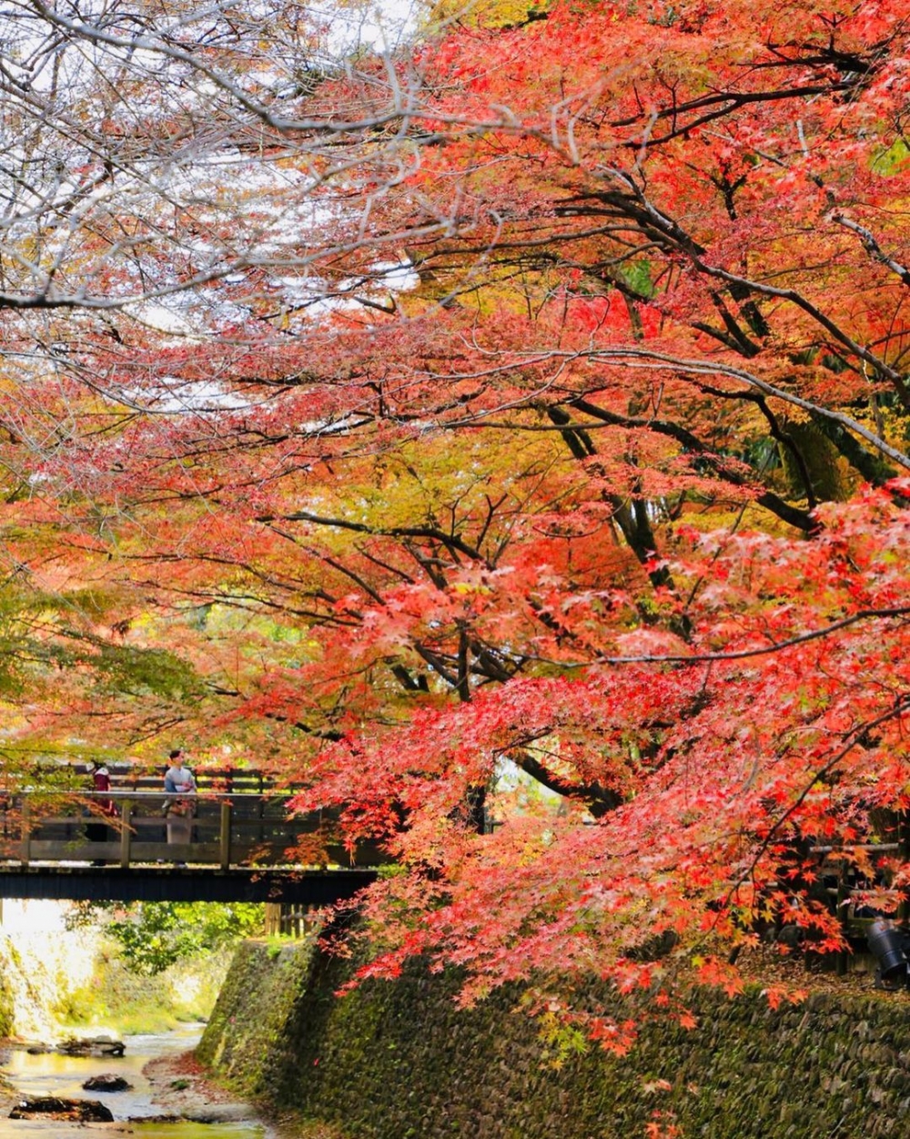 日本賞楓好去處推介:北野天滿宮