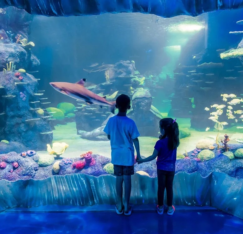 悉尼水族館暫時係世界上最大嘅水族館！