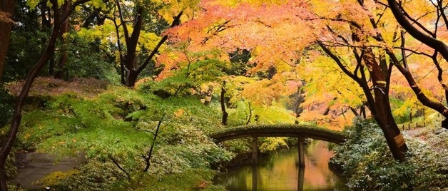 日本賞楓好去處推介:六義園
