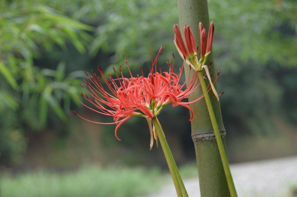 彼岸花又稱做曼珠沙華