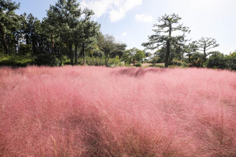韓國秋季打卡景點：濟州島休愛里自然生活公園 