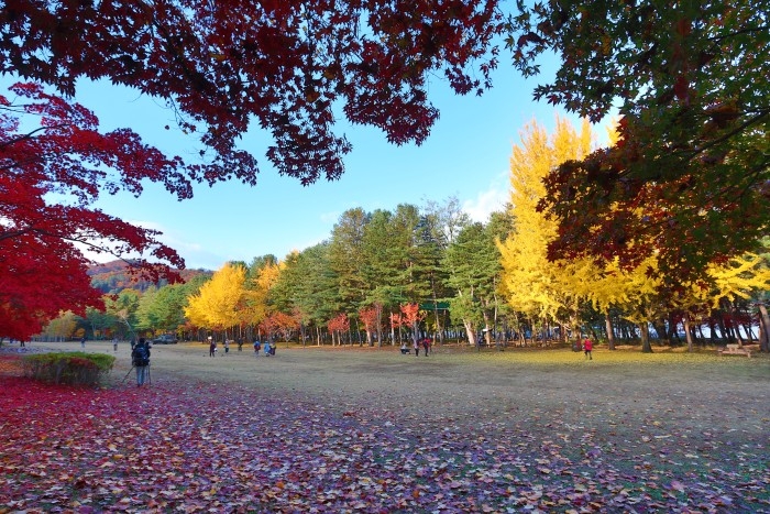 韓國賞楓好去處：南怡島