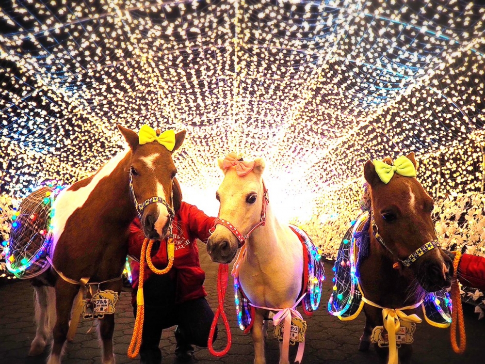 這裡還有各種與馬接觸的體驗活動，非常適合一家大細～