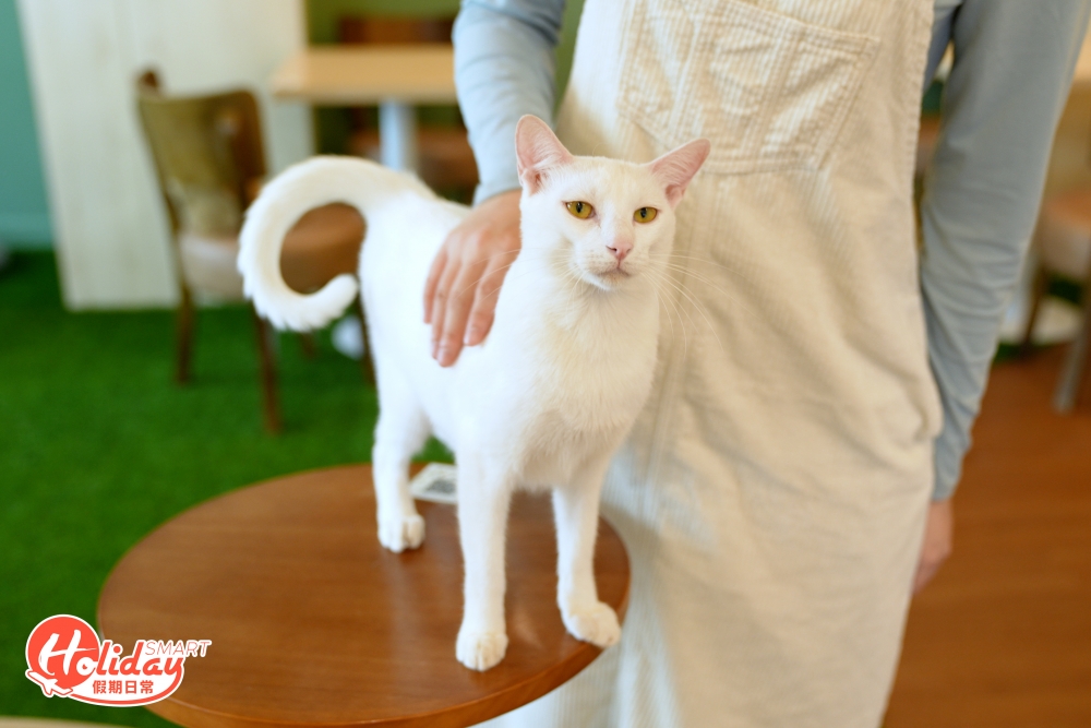 當然要領養浪浪都要滿足一定條件，如有合適經濟狀況和居住環境等，想知道更多成為貓奴條件，不妨前往「朝聖」！