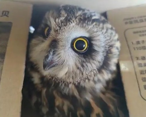 警方隨後將貓頭鷹送至金牛湖野生動物園作進一步檢查
