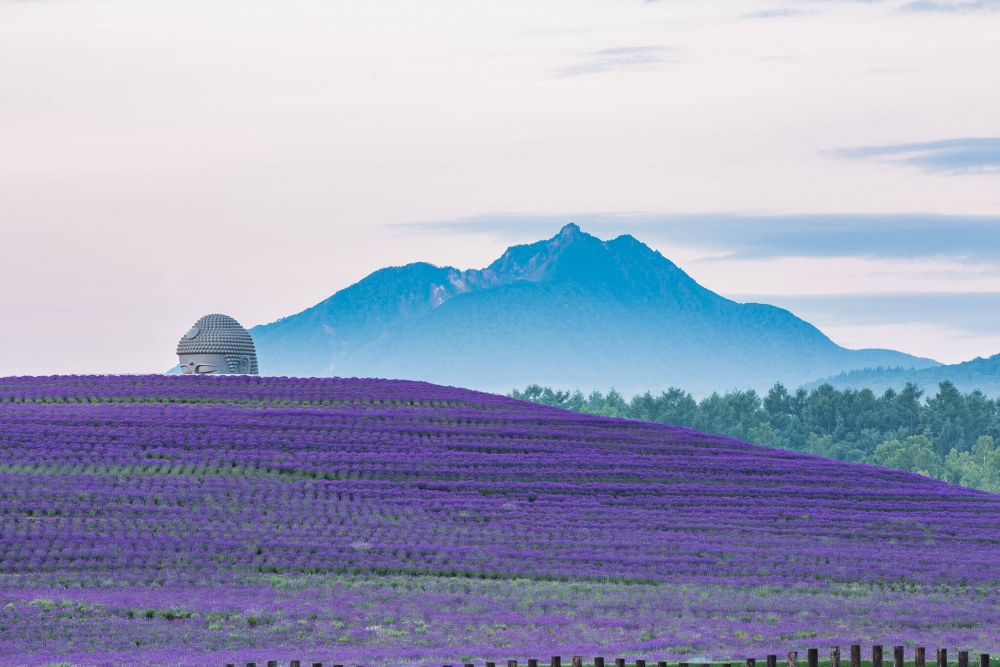 位於北海道札幌郊區隱藏在花海中的神秘大佛近期在社交平台爆紅～