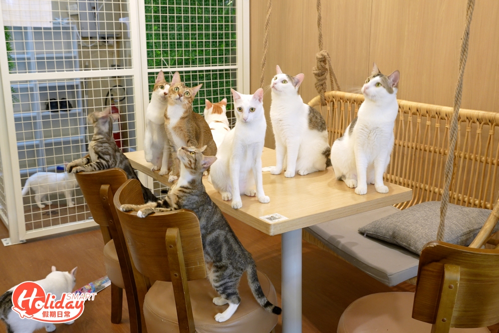 如果怕貓貓的朋友亦不用擔心，因為場內的貓貓均非常乖巧，願意親近客人，更會主動「嗲人」!