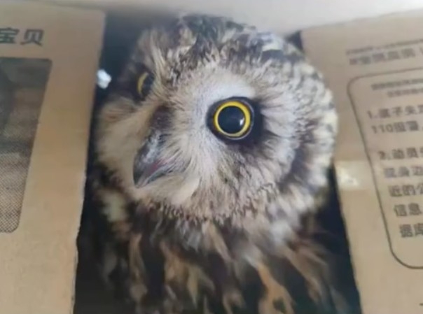 胡女士一時好心，畀咗一啲食物貓頭鷹，打算幫佢補充體力，以便繼續飛行。