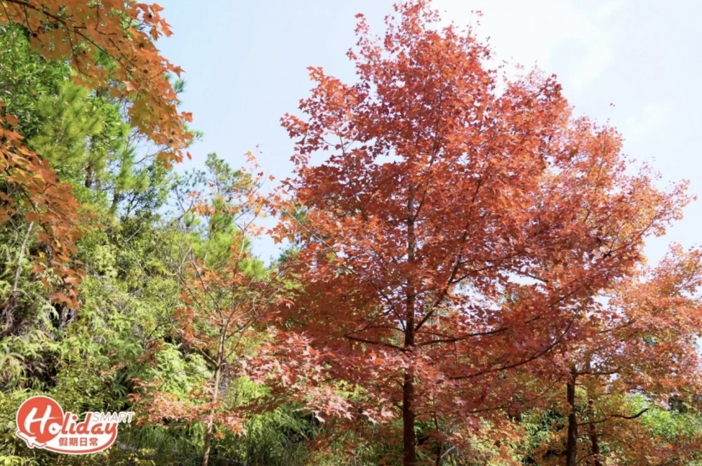 大棠紅葉楓香林全盛時期整個山林火紅一遍，場面相當壯觀㗎！