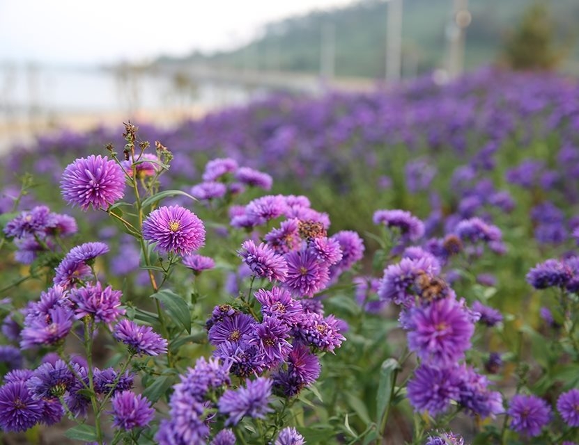 1004shinan_island IG