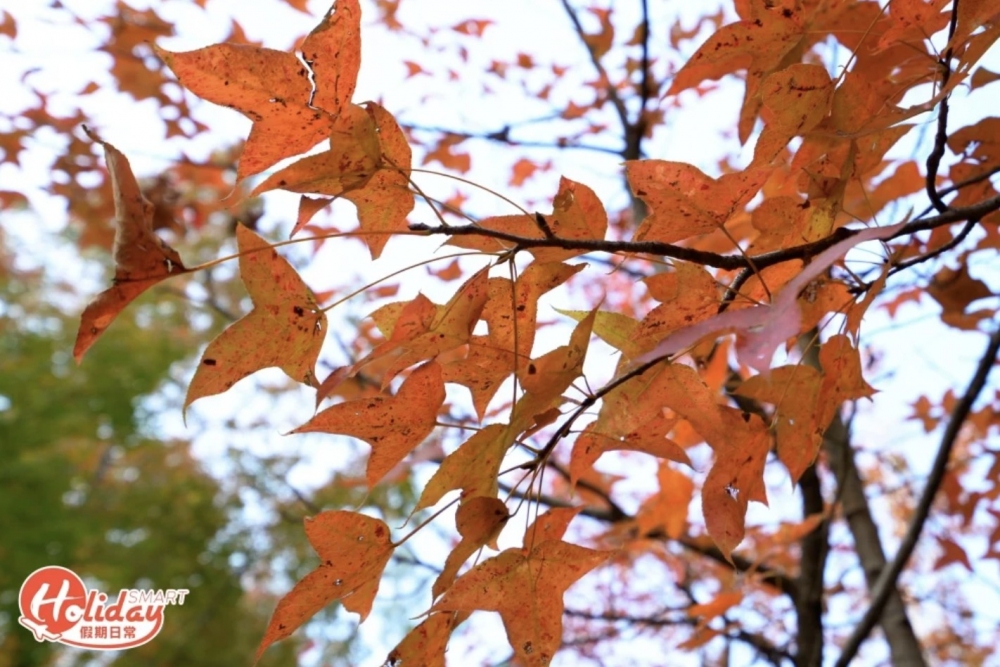 大棠嘅紅葉屬楓香類，係香港原生嘅落葉樹，葉片外形似雞爪，所以俗稱雞爪楓。