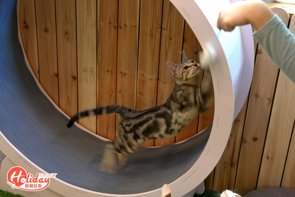 貓啡Catfe店內設有多個大大小小的機關領主子玩樂，如貓貓跳台、跑步機、吊橋等等，讓貓貓們可以隨時放電！