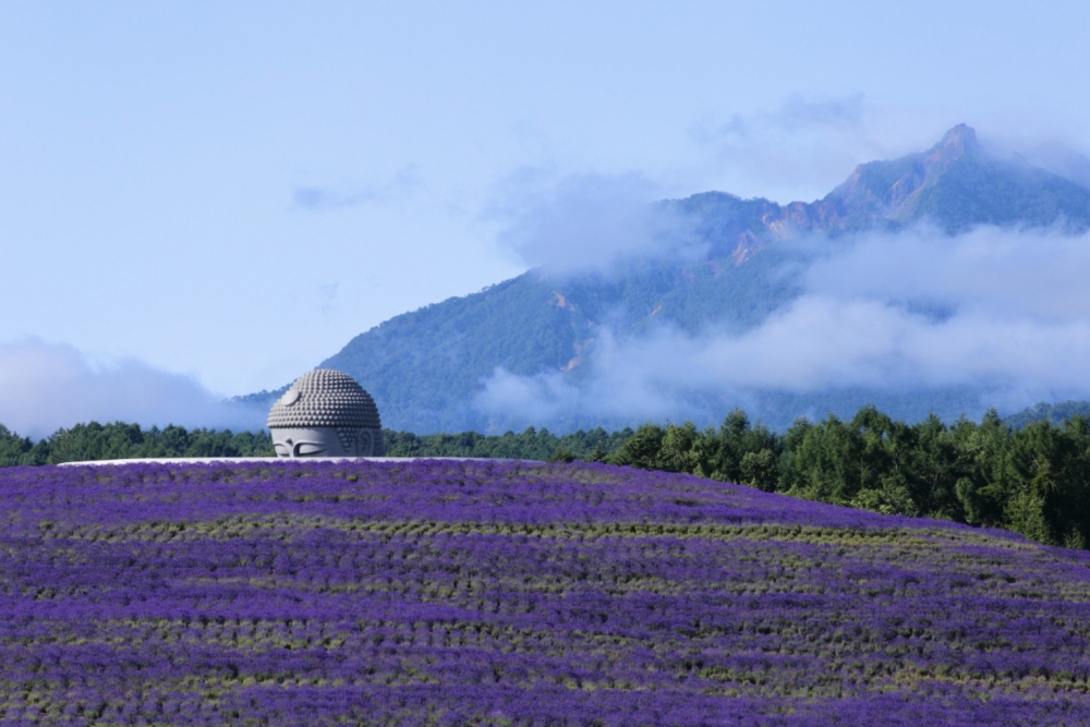 夏天到訪可以看到大佛猶如被一大片薰衣草花海包圍著的震撼畫面！